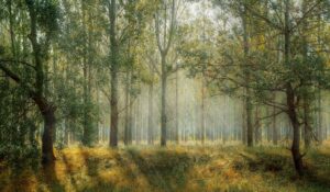 green-1072828_1280
